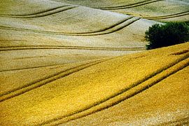 Grainfield von Harrie Muis