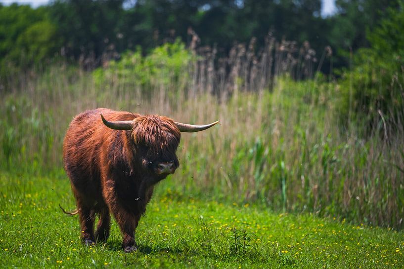 Schottischer Highlander von Ingmar de Vegte | Fotografie & Design
