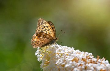 Een vlinder van Claudia Evans