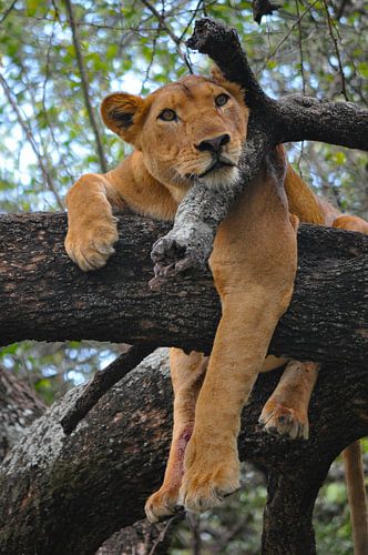 Lionne dans un arbre.