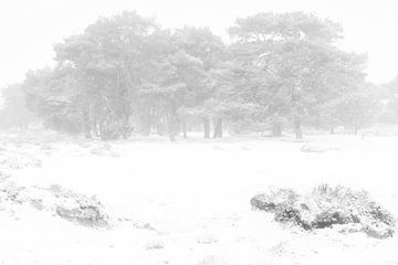 Een koude en mistige winter ochtend op het Balloërveld in Drenthe. Sneeuw bedekt de bomen en de mist van Bas Meelker