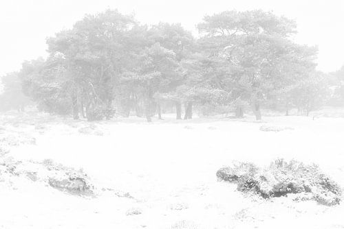 Ein kalter und nebliger Wintermorgen im Balloërveld in Drenthe. Schnee bedeckt die Bäume und der Neb