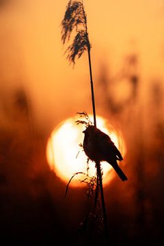 Zanger in de Opkomende Zon van JMVnature