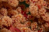 Korallenblüten, Insel Mabul in Malaysia