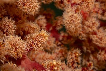 Koraal bloemen, Mabul Island, Maleisie van Travel Tips and Stories