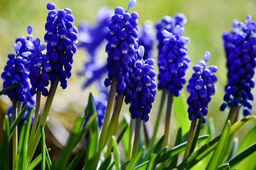 Traubenhyazinthen auf einer Frühlingswiese