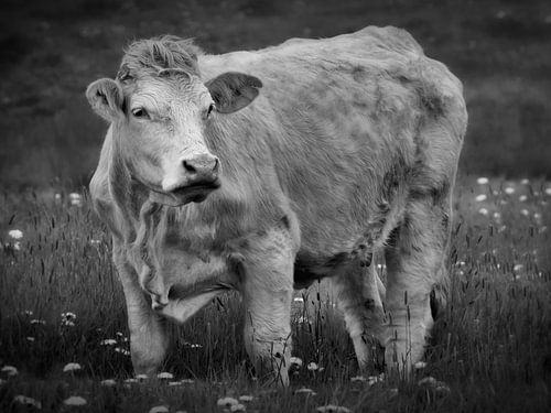 Bœuf charolais
