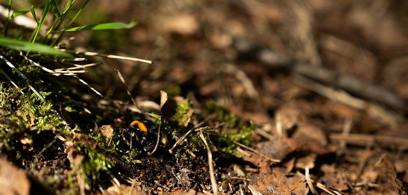 Biene im Flug: Auf dem Boden von Surreal Media