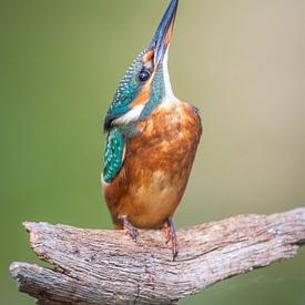 ijsvogel van Andy van der Steen - Fotografie