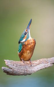 ijsvogel