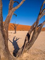 Natuurfoto Namib woestijn