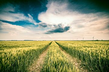 Grüne Weizenähren im späten Frühjahr mit bewölktem Himmel darüber von Sjoerd van der Wal Fotografie
