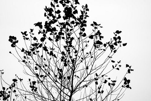 Zwart wit herfst boom