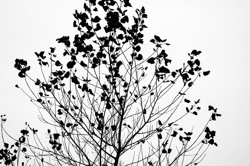 Schwarzer und weißer Herbstbaum von Niek Traas