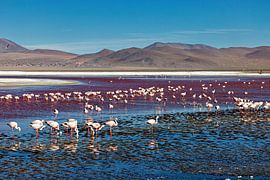 The flamingos of Laguna Colorada by Roland Brack