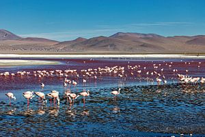 Die Flamingos der Laguna Colorada