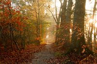 Herfst en zonneharpen in Bergen op Zoom