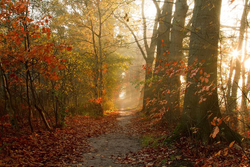 L'automne et les harpes du soleil à Bergen op Zoom par Sabina Meerman