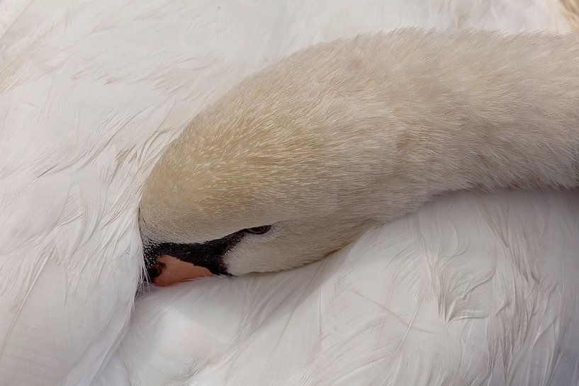 cygne dormir par Dries van Assen