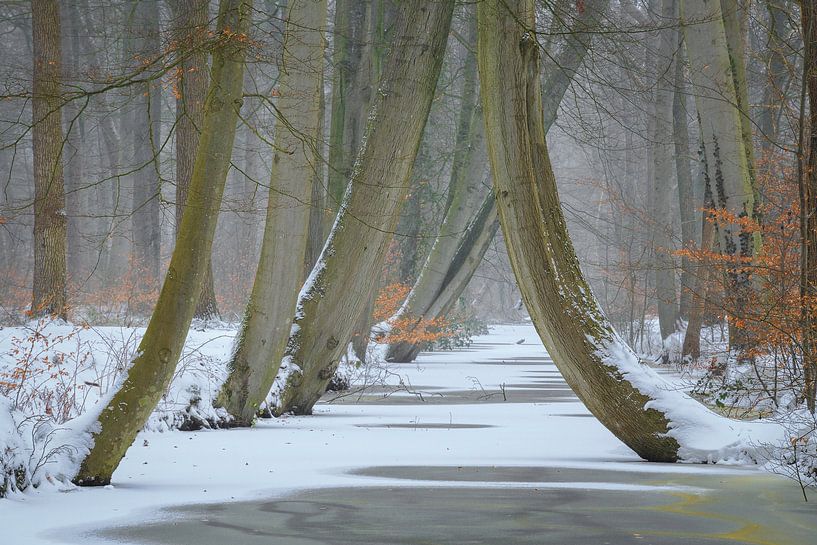 Hêtraie d'hiver avec ruisseau gelé par Peter Bolman