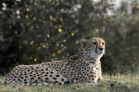 cheetah