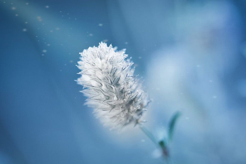 In de sneeuw van Esther van Dijk