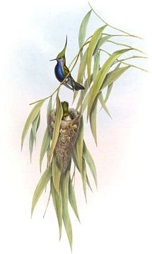 De Lalande's Plover-Crest, John Gould van Hummingbirds