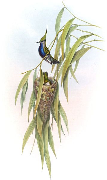 De Lalandes Plover-Crest, John Gould von Hummingbirds