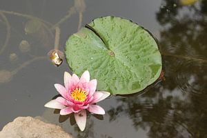 Nénuphar dans l'oasis cachée
