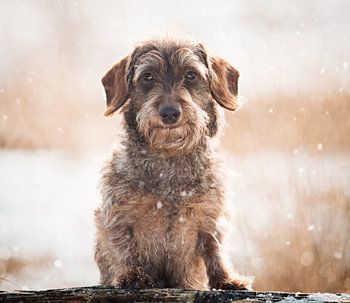 Dachshund in the snow
