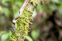Schlangen-Costa-Rica-Reptilien