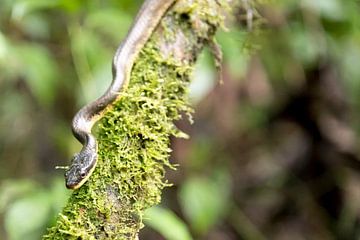 Snake costa rica reptiles by Ohana