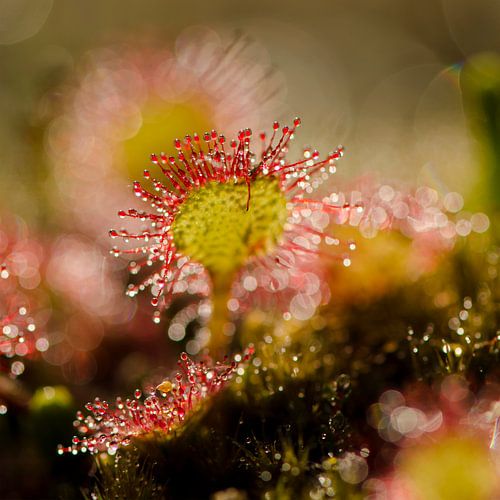 Sparkling Sundew