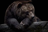 Bear on black background by Thomas Marx thumbnail