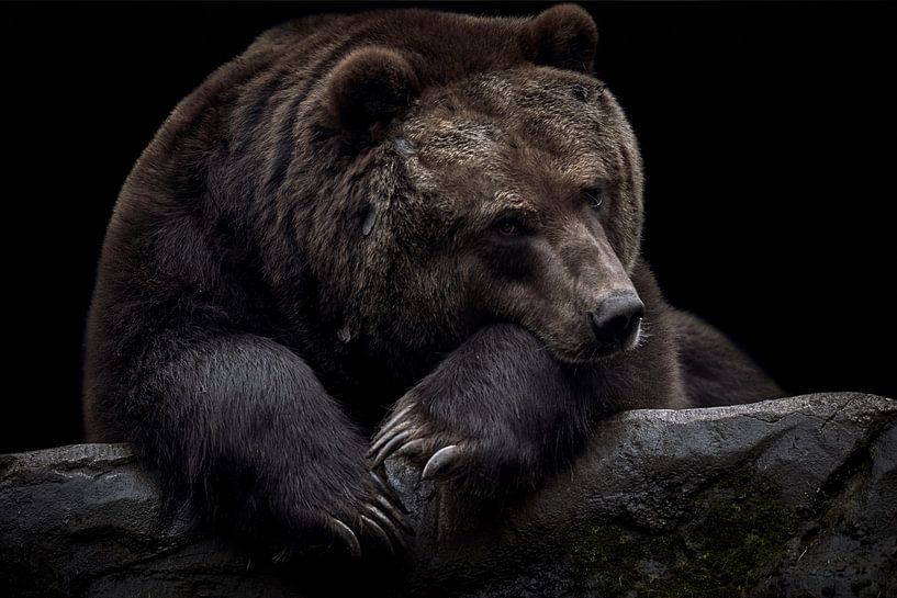 Bear on black background by Thomas Marx