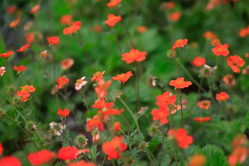 Frühling von Thomas Jäger