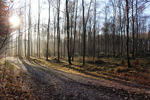 De lage herfst zon.