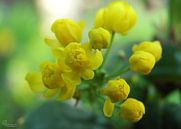 Gelbe Blume von RuxiQue Miniaturansicht
