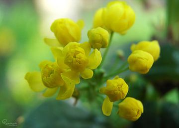 Gelbe Blume von RuxiQue