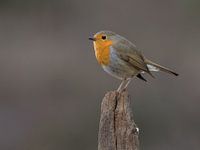 Roodborst.