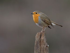 Roodborst. van Marcel van Os