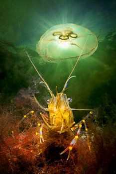 Die Garnele und die Qualle