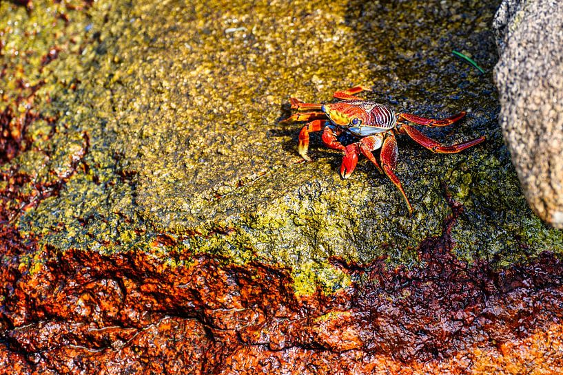 Crabs in Aruba in the Caribbean by Andreas Völkel