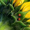 2 coccinelles sur un tournesol sur George Burggraaff