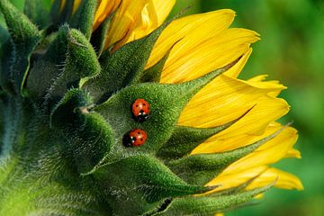 Zwei Marienkäfer auf Sonnenblume von George Burggraaff