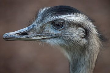Kop struisvogel met bruine achtergrond