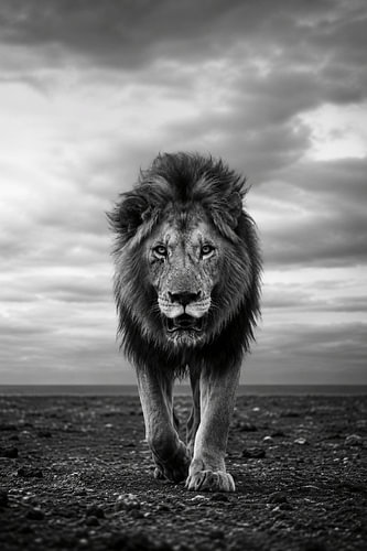 King of the Wild – Schwarz-Weiß-Löwen-Wanddekoration – Majestätische Löwenfotografie – Eindrucksvolle Wildtierkunst – Luxuriöse Safari-Wandkunst