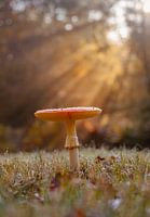 Fly agaric in sunlight