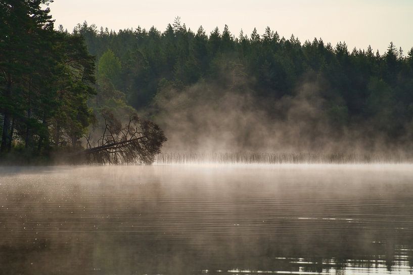 Dode boom, in de mist die tot in het water reikt bij zonsopgang van Martin Köbsch