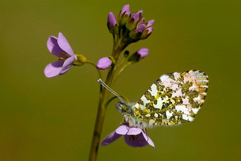 Pointe d'orange (Anthocharis cardamines) par Beschermingswerk voor aan uw muur